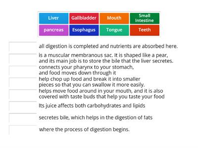 Digestive System functions 