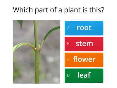 Plants Quiz
