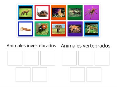 Aninales vertebrados e invertebrados 