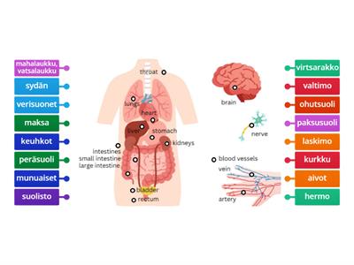 Sisäelimet - Inner organs