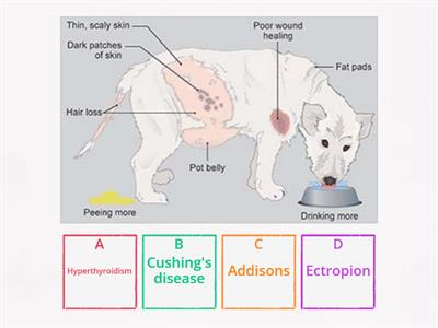 Canine Health - Symptoms