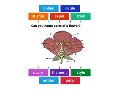 BIO - L1 Can you name parts of a flower?