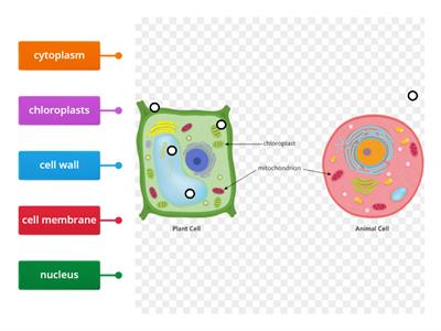 label the animal and the plant cell