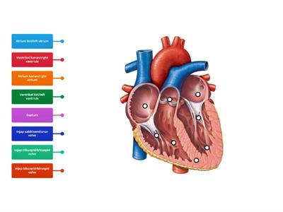 Struktur jantung manusia/structure of human heart