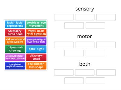 Sensory/ motor/ both 