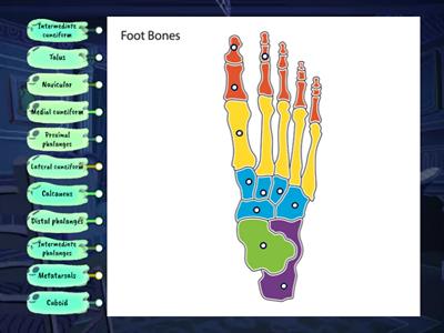 29 Bones of the foot