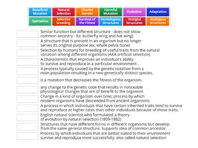 Evolution Review