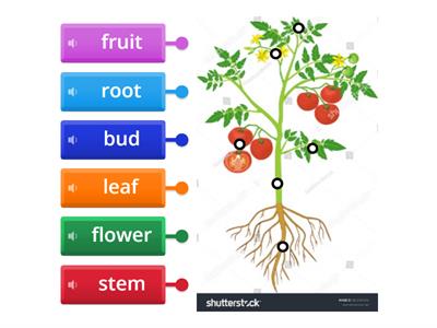 Basic parts of plants