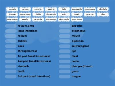 Digestive system medical terms - Teaching resources