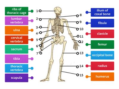 Appendicular Skeleton (Posterior View)