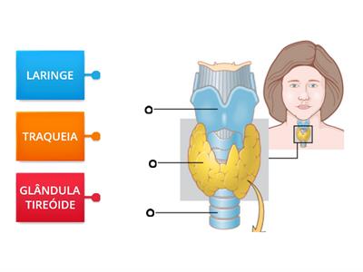 ANATOMIA E FISIOLOGIA DA GLÂNDULA TIREOIDE