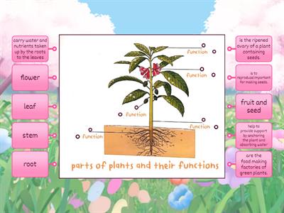 Science P.4 parts of plants and their functions