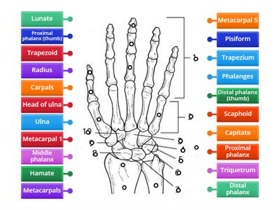 Bones of the Hand