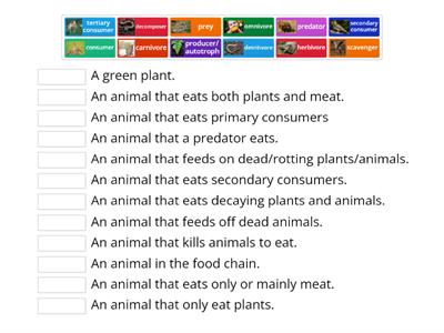  Food chain vocabulary Year 4
