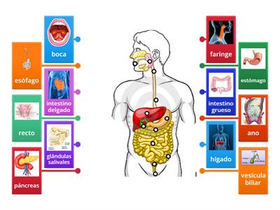 Organos del Aparato digestivo ( diagrama etiquetado) 