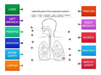 RESPIRATORY SYSTEM