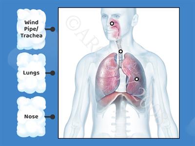 Respiratory  System 