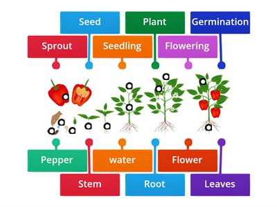  Plant Life Cycle