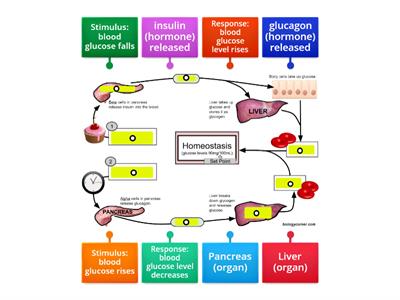 Glucose Homeostasis