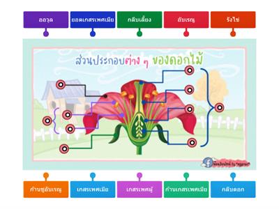 ส่วนประกอบของดอกไม้