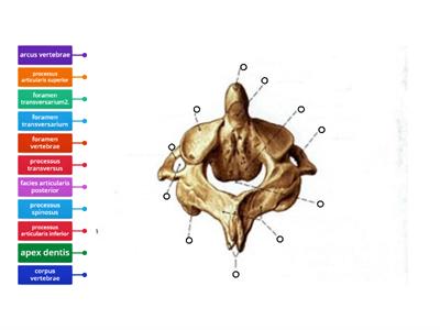 drugi vratni kralježak-axis-posterior 