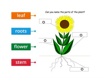 Parts of a plant Etwinning