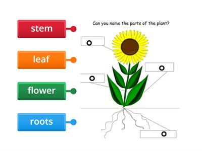 Parts of a plant Etwinning