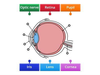 Labelling the eye KS3