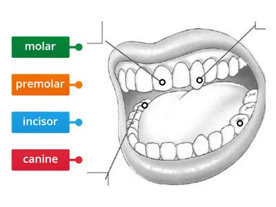 JC Types of Teeth
