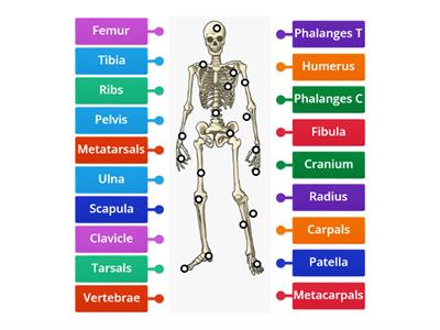 BTEC Skeleton