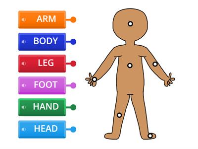 K5 - PARTS OF THE BODY 