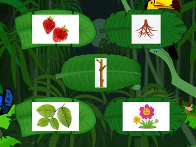 Las partes de las plantas 