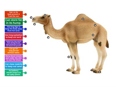 a camel's adaptation Year 6
