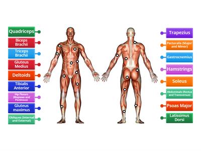 Label Main Skeletal Muscles A level PE