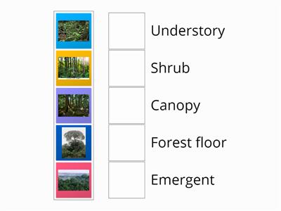 Rainforest layers match up