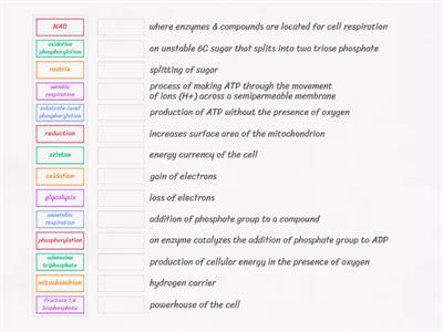 Energy and Respiration