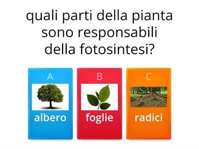 fotosintesi clorofilliana quiz