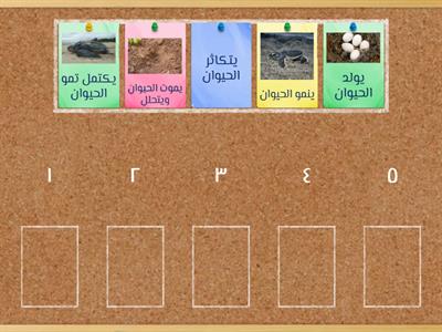 رتب دورة حياة الحيوان 