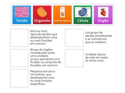 Organização e Estrutura Funcional