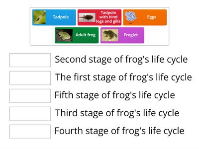 Starter lifecycle of frog