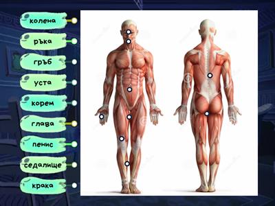 Човешкото тяло на мъжете