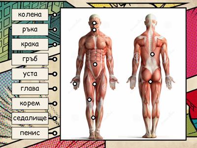 Човешкото тяло на мъжете