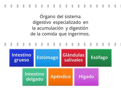 Definimos los órganos del aparato digestivo