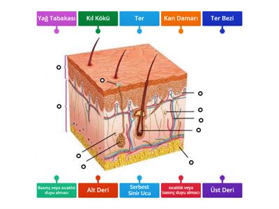 6. sınıf Duyu Organları Derinin Yapısı