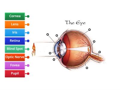 CAX KS4 Biol The Eye