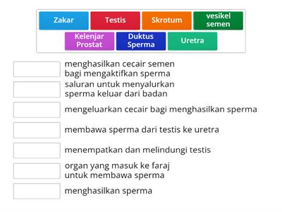 Lembaran Kerja Fungsi organ pembiakan lelaki