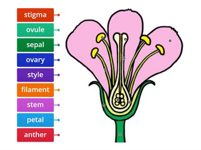 Labelling a Flower
