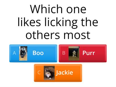 Boo Purr and Jackie quiz