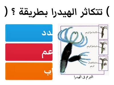 كيف تتكاثر الحيوانات ؟