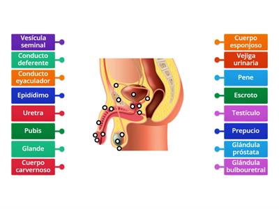 ESTRUCTURA DEL APARATO REPRODUCTOR MASCULINO 